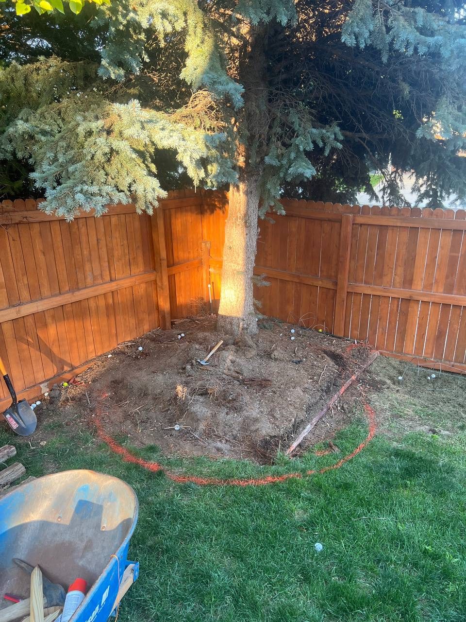 Tree ring renovation — demo