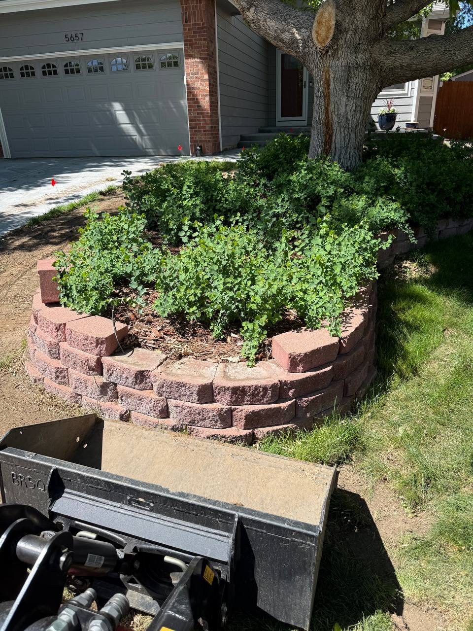 Sod installation — demo day